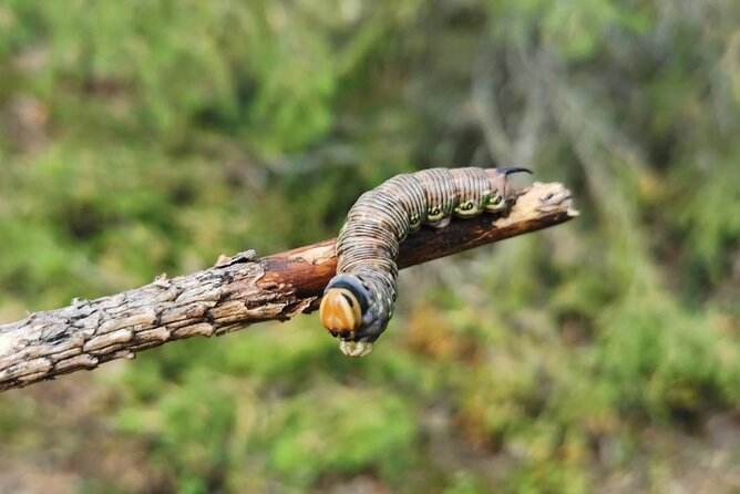 4-Day Small-Group Intermediate Survival Course in Södermanland - What four days in the Swedish forest really means
