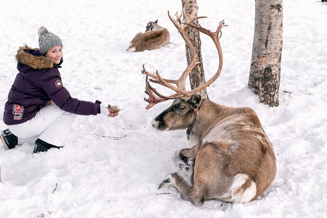 Abisko Arctic Reindeer Experience and Sami culture - Key points to know before you go