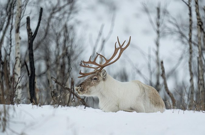 Abisko Arctic Reindeer Experience and Sami culture - Practical planning for your Abisko day