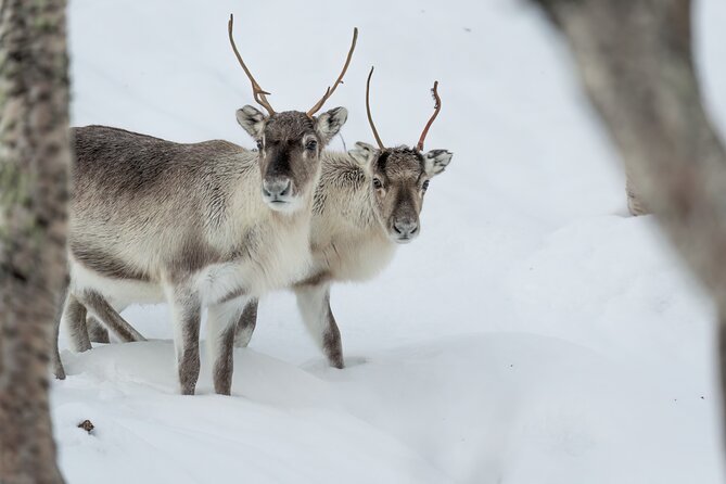 Abisko Arctic Reindeer Experience and Sami culture - Inside the lavvu with Lars