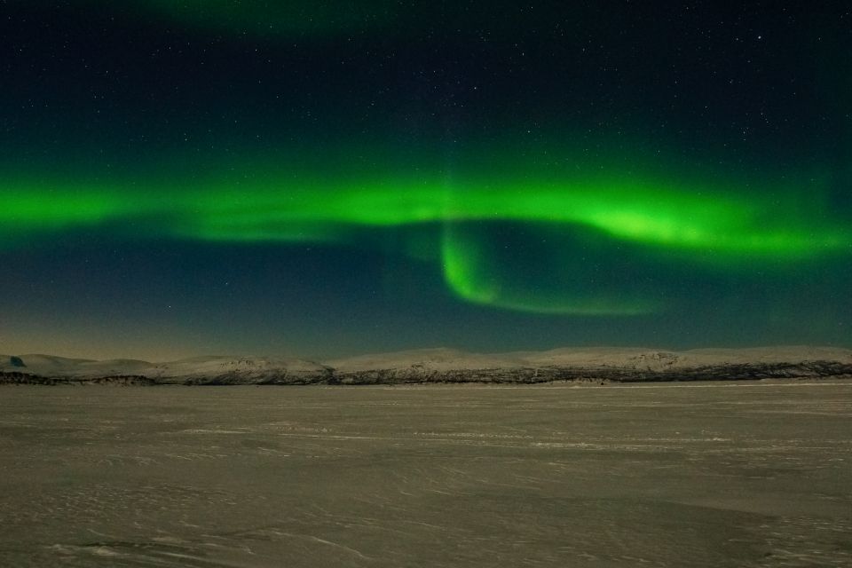 Abisko: Aurora Snowshoeing - Searching the birch forest for tracks