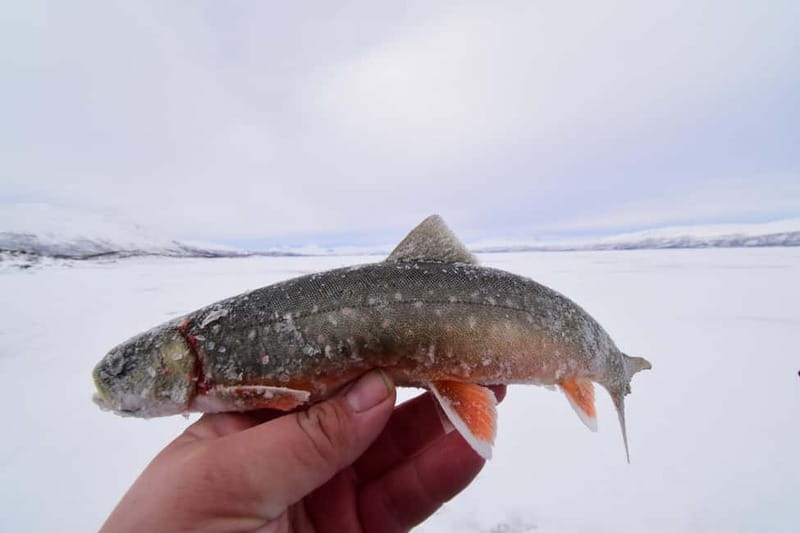 Abisko: Ice Fishing Experience - Watching Arctic char, grayling, and burbot below