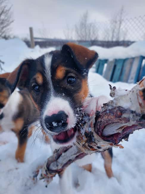 Abisko: Northern Lights Hike with Husky Puppies - What the included winter equipment really means
