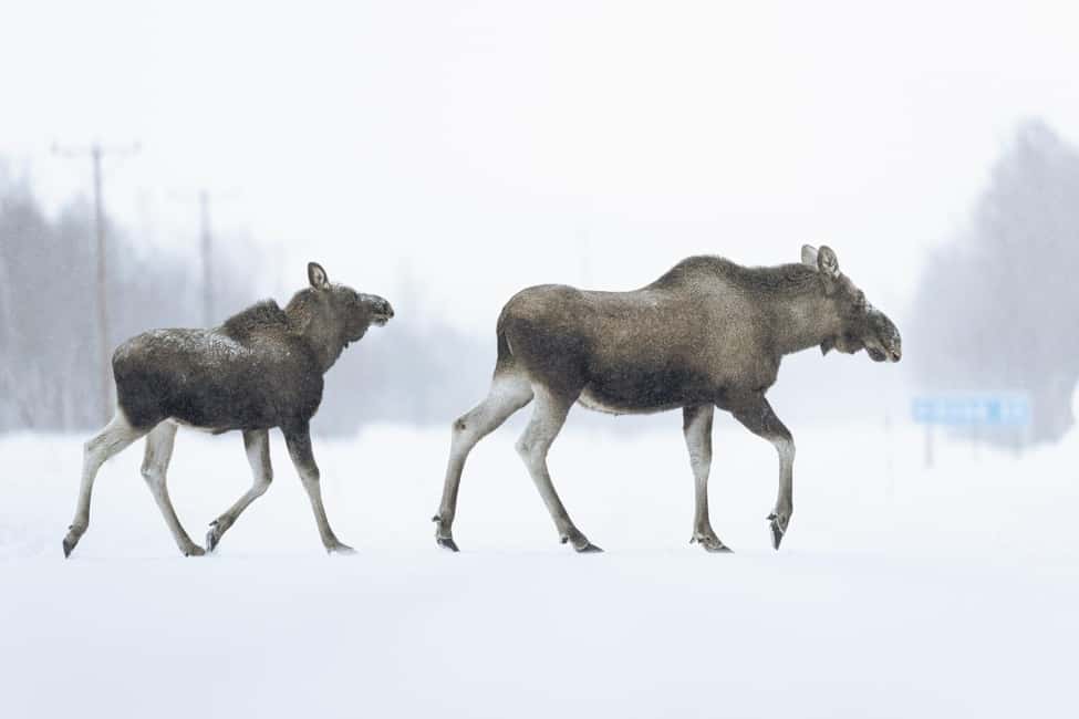 Abisko: Photo Hike with Professional Photographer - Key points to know before booking