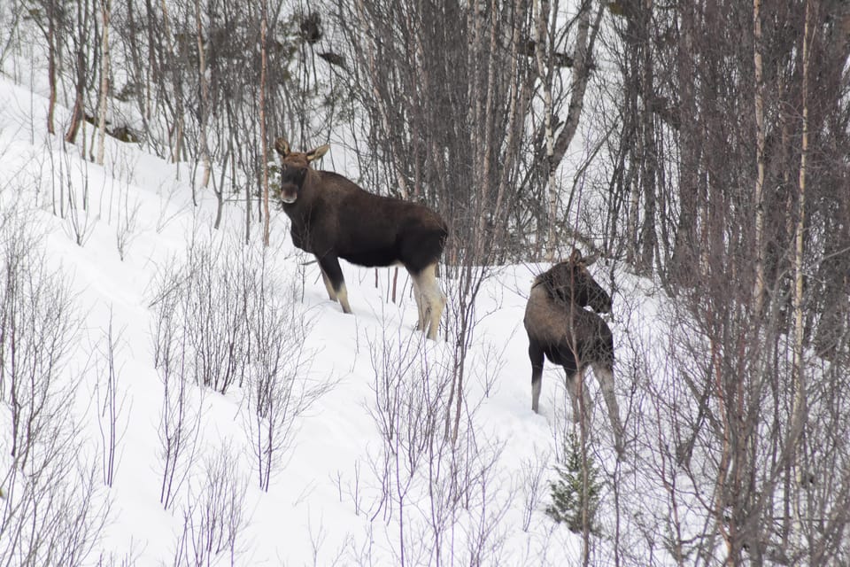 Abisko: Snowmobile Sightseeing Tour - Choosing your snowmobile seat