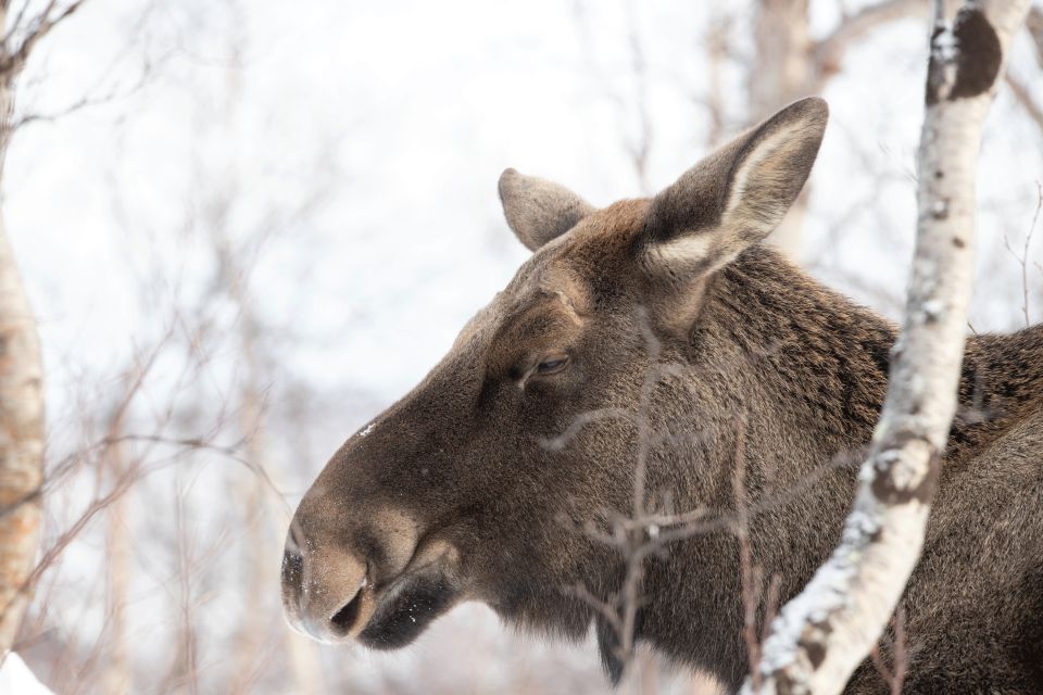 Abisko: Wilderness Snowshoe Hike - At a glance