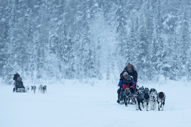 Arctic Afternoon Eco Experience (14:00-17:00- driving the sled) - Key points to know before booking