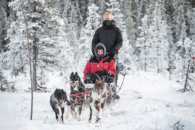 Arctic Afternoon Eco Experience (14:00-17:00- driving the sled) - A small group makes the ride easier
