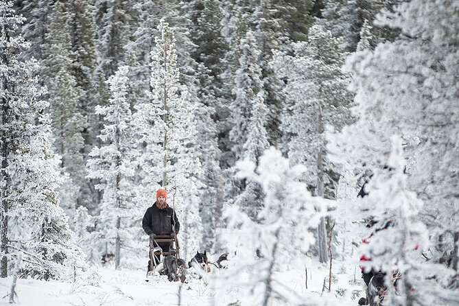 Arctic Afternoon Eco Experience (14:00-17:00- driving the sled) - How much value do you get for $334.56?