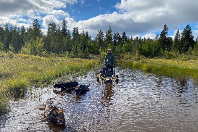 Autumn Husky Sit and Drive Cart Tour from Kiruna - Why an autumn husky cart ride is worth your time