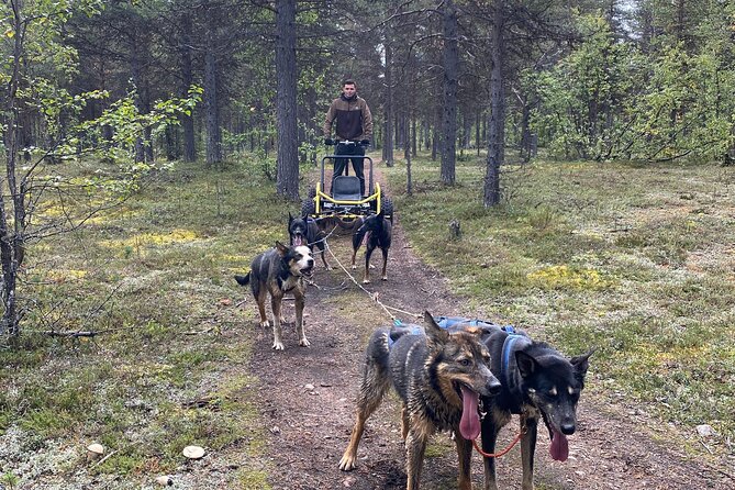 Autumn Husky Sit and Drive Cart Tour from Kiruna - Learning to harness and drive the huskies