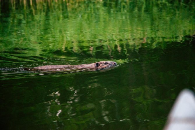 Canoe adventure in Stockholm Archipelago - Why the fika break improves the whole outing