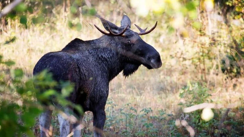 Dals Långed: Moose Park Guided Tour with Feeding - Key points to know before you go