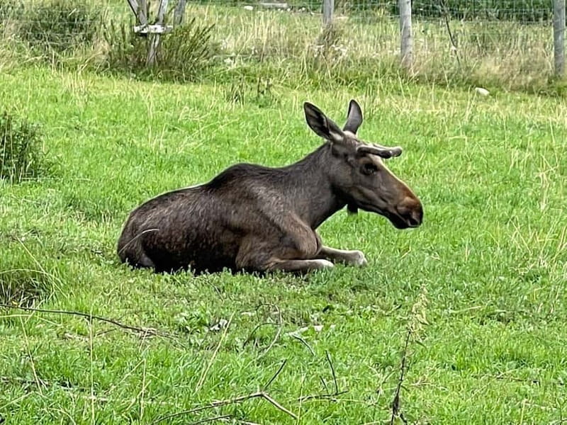 Dals Långed: Moose Park Guided Tour with Feeding - Reaching the moose park in Dals Långed