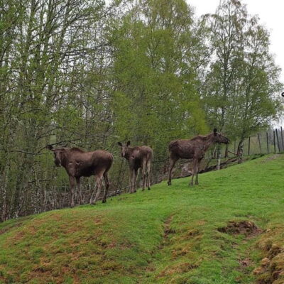 Dals Långed: Moose Park Guided Tour with Feeding