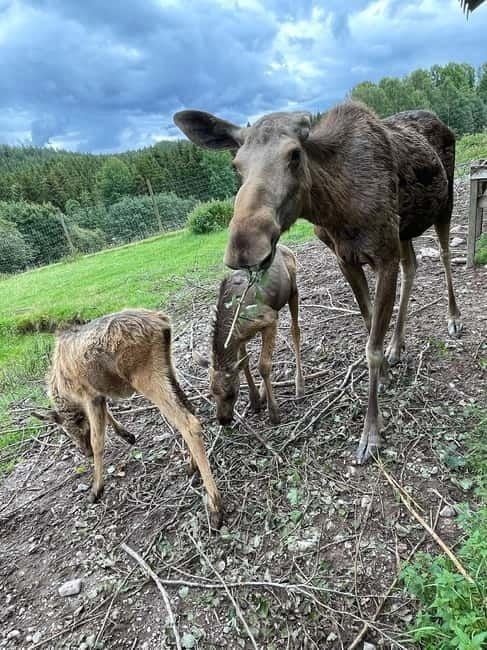 Dals Långed: Moose Park Guided Tour with Feeding - What the guide adds in 30 minutes