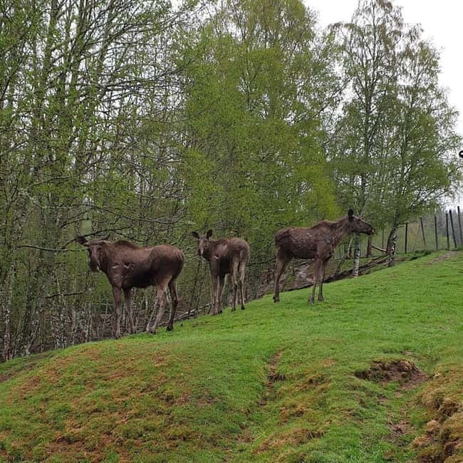 Dals Långed: Moose Park Guided Tour with Feeding - The first look at the moose enclosure