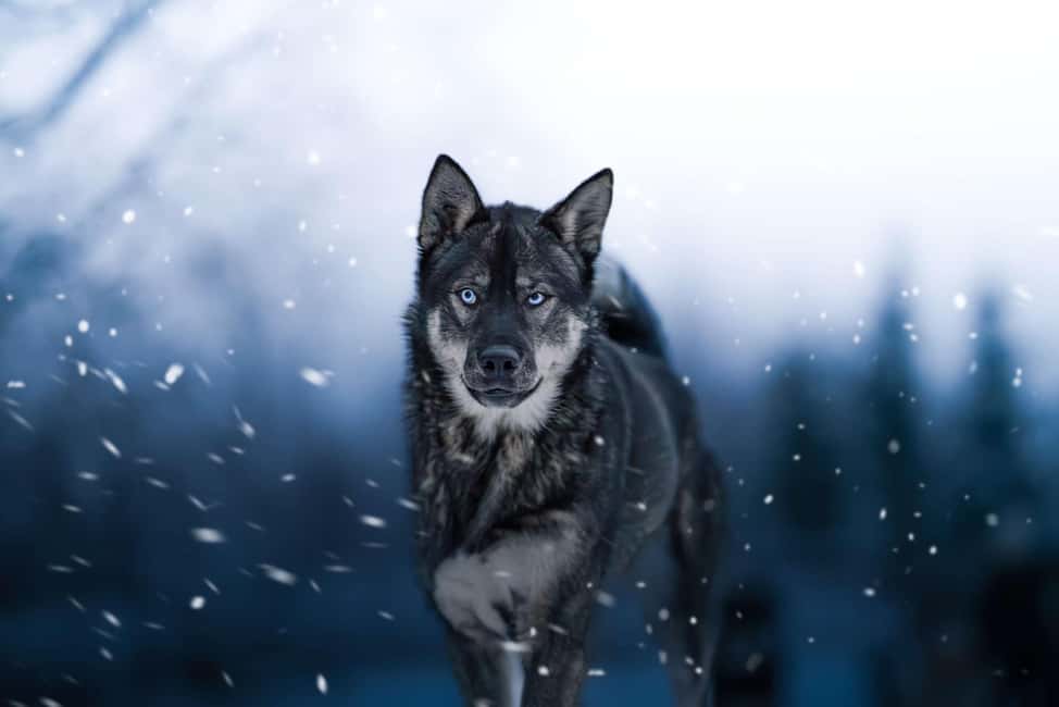 Dog sled tour with overnight stay in central Sweden/Härjedalen - Breakfast, then the 10 AM dog sled tour