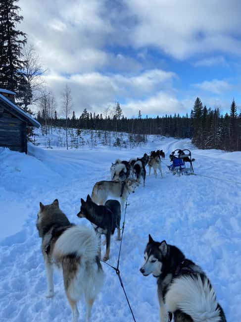Dog sled tour with overnight stay in central Sweden/Härjedalen - The log cabin coffee stop