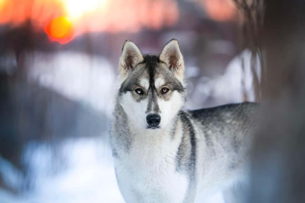 Dog sled tour with overnight stay in central Sweden/Härjedalen - What the $276 price includes
