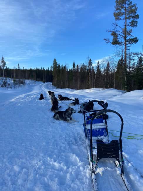 Dog sled tour with overnight stay in central Sweden/Härjedalen - Booking details that matter