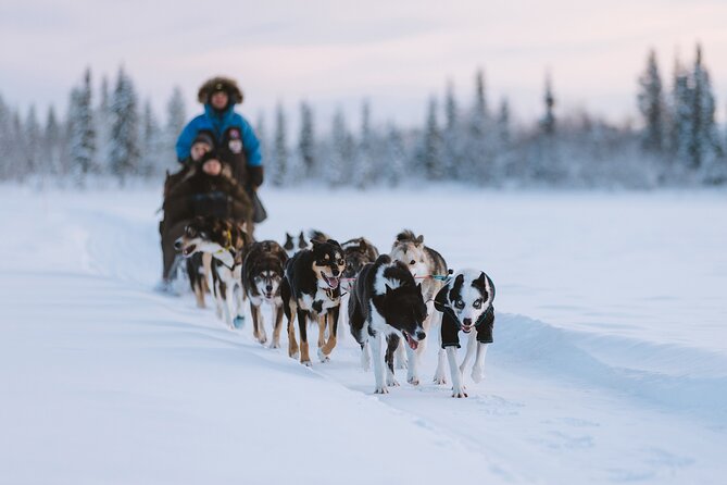 Dog sledding excursion to Kiruna - Key Points at a Glance
