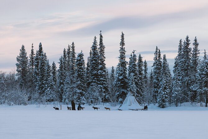 Dog sledding excursion to Kiruna - The First 30 Minutes on the Snow