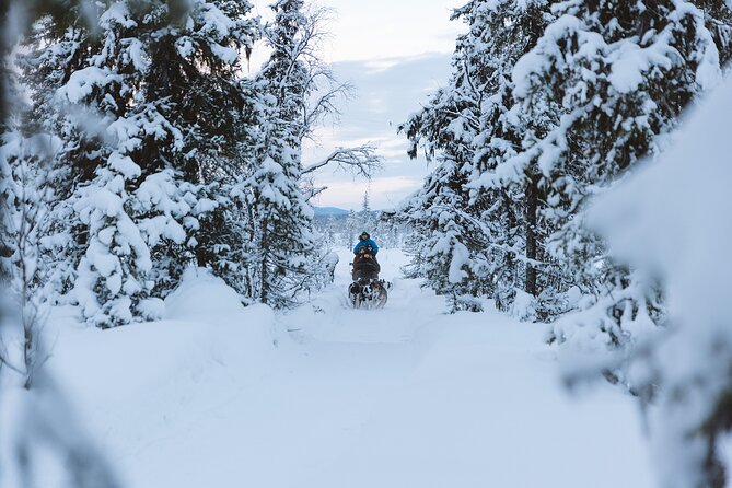 Dog sledding excursion to Kiruna - How Much Value Is in the $286.95 Price?