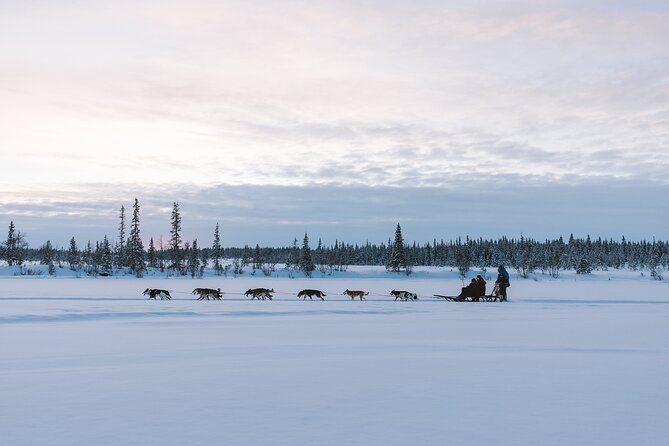Dog sledding excursion to Kiruna - Who Will Enjoy This Most?