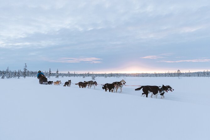 Dog sledding excursion to Kiruna - Meeting the Dogs and Starting the Ride