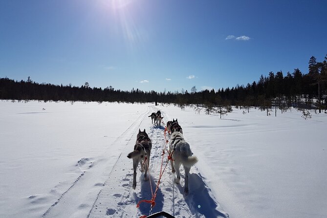 Dogsled Adventure Kiruna - Meeting the Alaskan Huskies