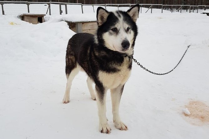 Dogsled Adventure Kiruna - Can you drive the sled yourself?