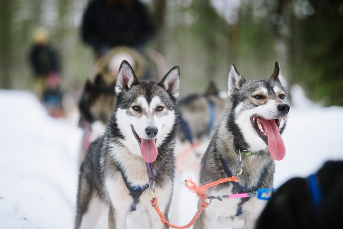 Dogsled Adventure Kiruna - Guides who add useful local detail