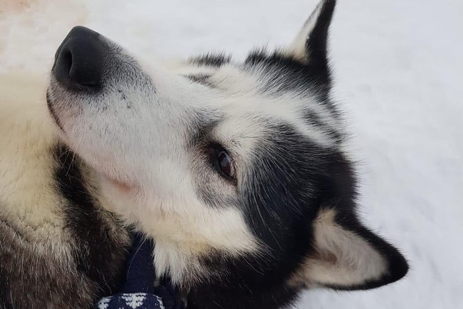 Dogsled Adventure Kiruna - Group size, couples, and families