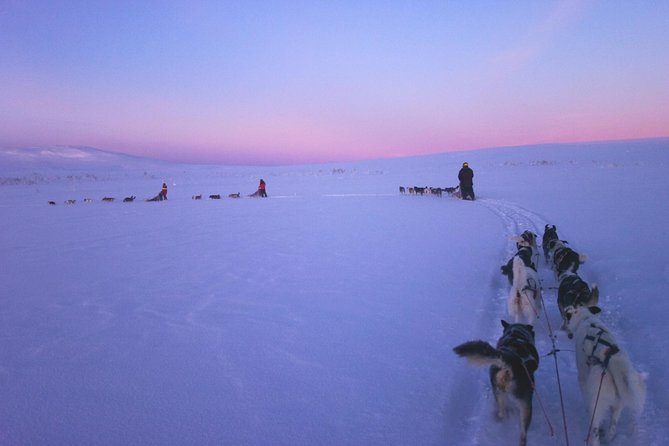 Dogsled Adventure Kiruna - Riding through the snowy forest