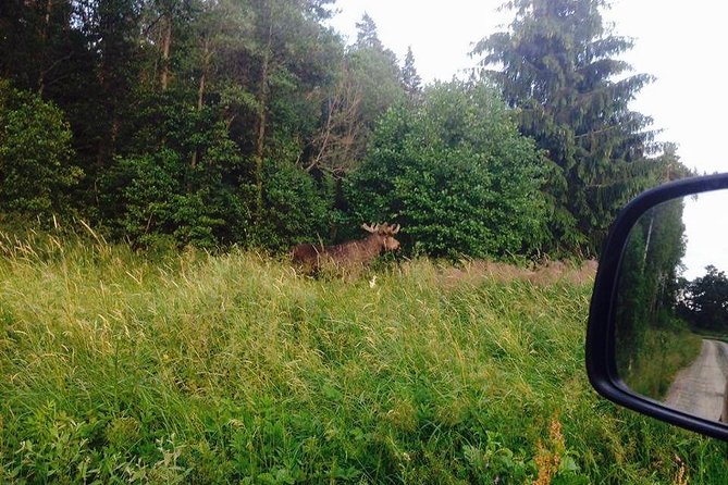Evening Wildlife Safari from Stockholm - Leaving Stockholm for fields and forests