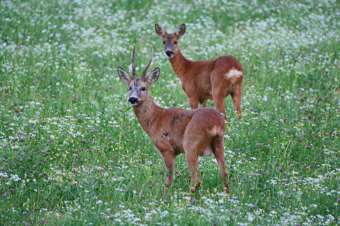 Evening Wildlife Safari from Stockholm - Searching for moose at twilight