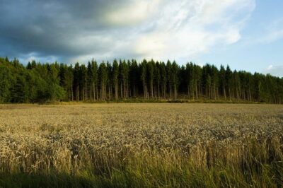 Evening Wildlife Safari from Stockholm