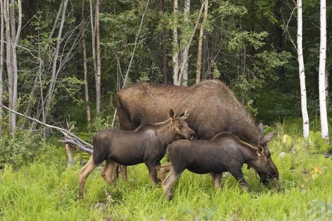 Evening Wildlife Safari from Stockholm - Price, timing, and what you receive