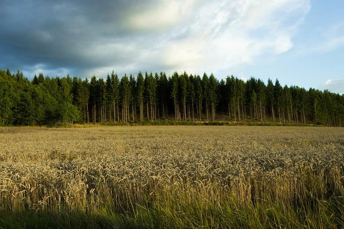 Evening Wildlife Safari from Stockholm - The 15-minute forest walk and Viking rune stones