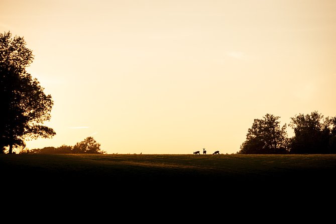 Evening Wildlife Safari Stockholm - A one-hour walk through Swedish forest