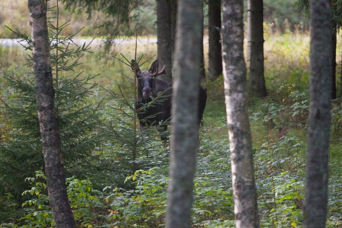 Evening Wildlife Safari Stockholm - Weather, clothing, and comfort