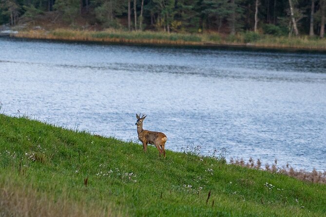 Evening Wildlife Safari with Campfire Dinner from Stockholm - The most useful things to know before you book