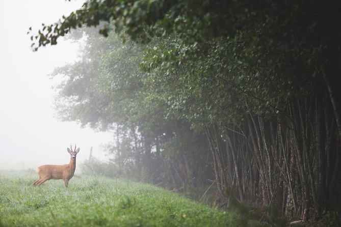 Evening Wildlife Safari with Campfire Dinner from Stockholm - Searching for animals after dusk