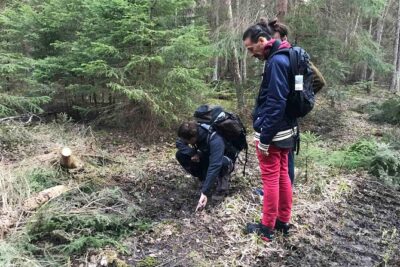 Evening Wildlife Safari with Campfire Dinner from Stockholm
