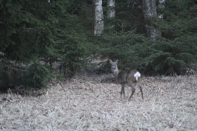 Evening Wildlife Safari with Campfire Dinner from Stockholm - Is $166.76 good value?