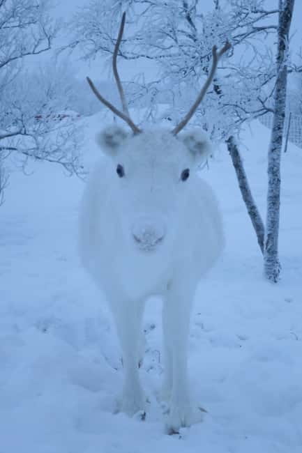 Experience the majestic Auroras Kiruna-Abisko & lodge dinner - What happens when the sky refuses to cooperate
