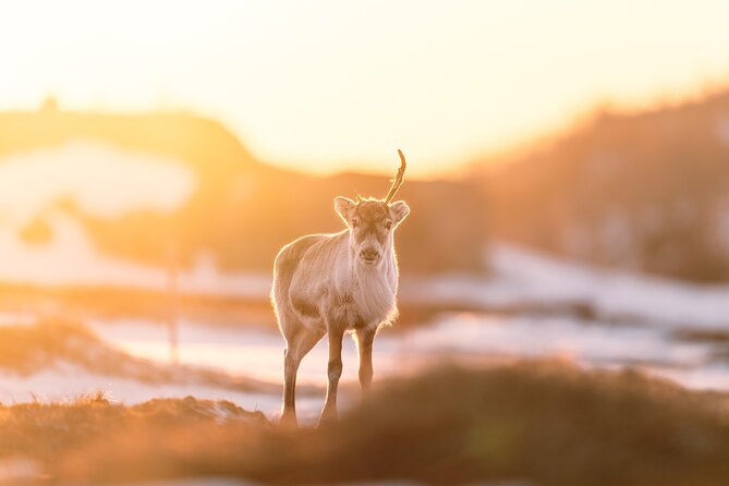 Explore the Norwegian Fjords and the Wildlife From Abisko - From Abisko to the Norwegian border in 30 minutes