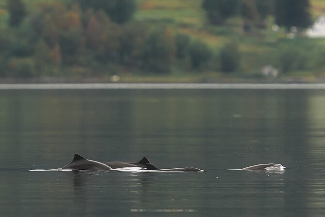 Explore the Norwegian Fjords and the Wildlife From Abisko - A guide who treats the north as home