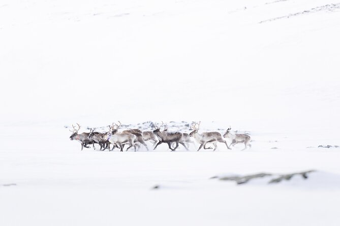 Explore the Norwegian Fjords and the Wildlife From Abisko - Who will enjoy this trip most?